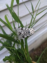 Moth on a leaf