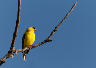 An American goldfinch rests on a branch in Wyoming.