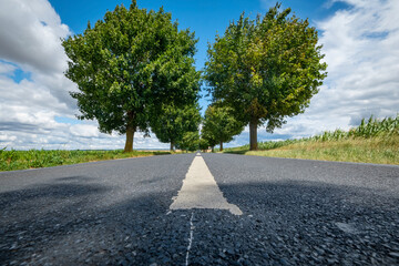 Route de campagne bordée d'arbres