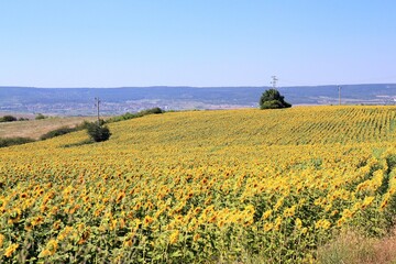 Blooming sunflowers in a field in Bulgaria