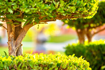 Closeup of fresh green tree with wooden trunk and vibrant green leaves growing in summer garden.