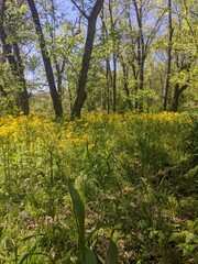 Fototapeta premium spring in the forest