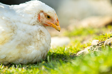 Hen feed on traditional rural barnyard. Close up of white chicken sitting on barn yard with green grass. Free range poultry farming concept.