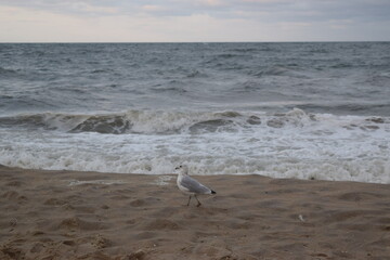 seagull on the beach