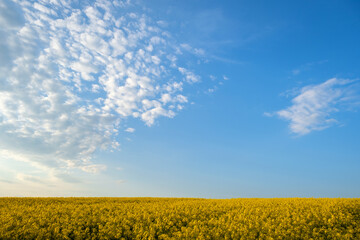 Fototapeta premium Landscape with blooming yellow rapeseed agricultural field and blue clear sky in spring.