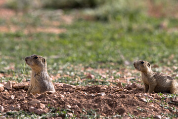 Two Gunnison’s Prairie Dogs at their burrow in early morning light in summer in the Sangre de Cristo Mountains of New Mexico