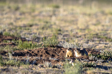 Two Gunnison’s Prairie Dogs at their burrow in early morning light in summer in the Sangre de Cristo Mountains of New Mexico