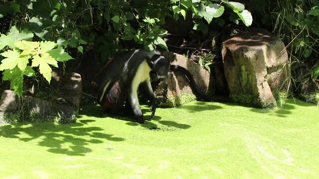 Cercopithecus diana sits on a stone and uses his paw to try to get to the clear water, fascinating by how the green coating quickly returns to its place. Diana monkey enjoys the warm weather by the wa