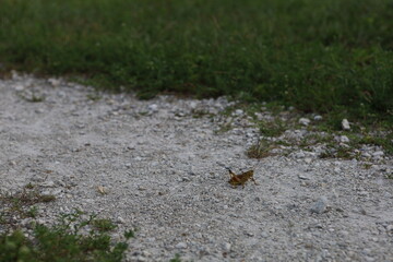 grasshopper on the road