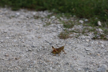 grasshopper on the ground
