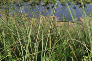 grasshopper grass and water