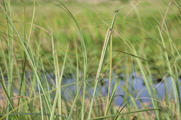 grasshopper grass in the wind