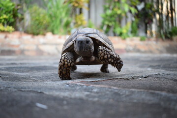 frontal view of a tortoise walking on a stone floor
