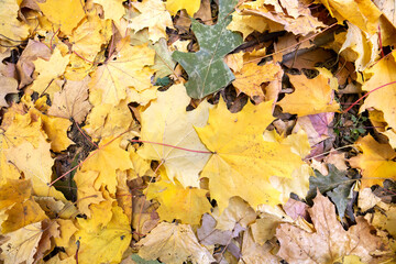 Naklejka na ściany i meble Close up of many fallen yellow leaves covering the ground in autumn park.