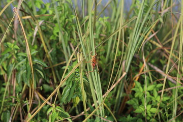 grasshopper in the grass
