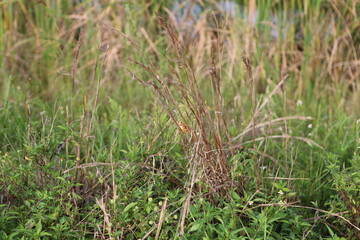 grasshopper in the grass