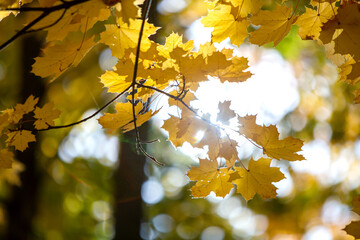 Perspective up view of autumn forest with bright orange and yellow leaves. Dense woods with thick canopies in sunny fall weather.