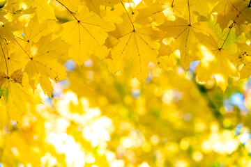 Close up of bright yellow and red maple leaves on fall tree branches with vibrant blurred background in autumn park.
