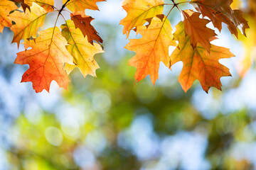 Close up of bright yellow and red maple leaves on fall tree branches with vibrant blurred...