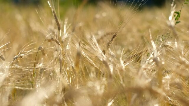Rye ripens on the field in summer. The wind pumps ripe rye in the wind in the summer.