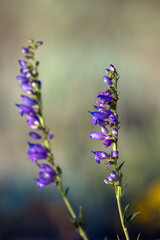 Ladybug on Purple Penstemons in summer in New Mexico's Sangre de Cristo Mountains