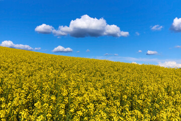 Obraz premium Rape flower field agains deep blue sky. Spring landscape, vivid blue and yellow colors for backgrounds