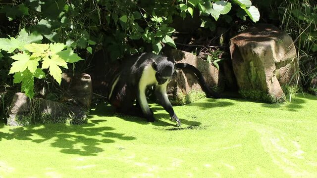 Diana monkey tries to remove the green coating from the swamp and wash in clean water. Cercopithecus diana flutters its water into the water and drinks from it