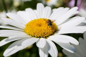 Obraz premium Daisy hover fly