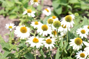 daisies in a field roof top garden