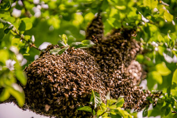 Großer Bienenschwarm in einem Baum