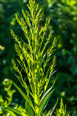 A single weed in the field