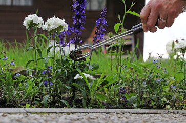 Eine Frau sammeln Nacktschnecken im Garten ein