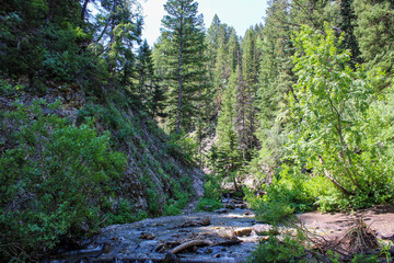 mountain stream in the forest