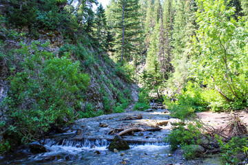 Obraz premium stream in the forest