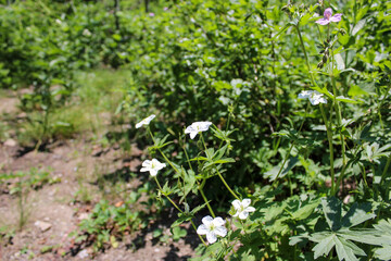 wild flowers in the forest