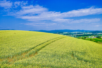 Fototapeta premium 麦畑と青空