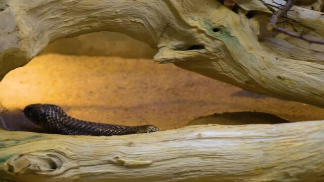 Close up of cobra head from above. It flicks its tongue and then slithers to the left.