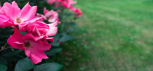 Beautiful, delicate pink romantic rose.  Bright rose flower in a garden. macro photo