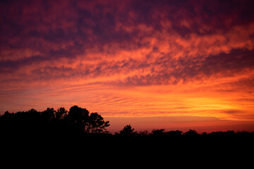 Orange cloudy sunset sky over black trees silhouette. Countryside landscape