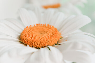 close up of daisy flower