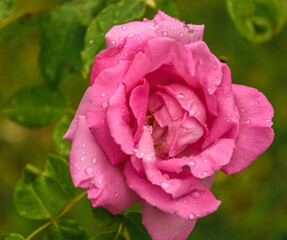 One pink rose flower with rain drops close-up.