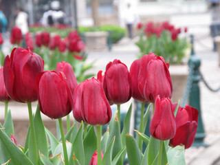 Close up of some red tulips blossom