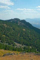 Summer day in a Pine forest belonging to the Unesco Biosphere Reserve "Sierra del Rincón"