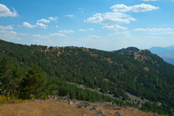 Summer day in a Pine forest belonging to the Unesco Biosphere Reserve 