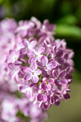 Bunter Blumenstrauss - Fruehsommer