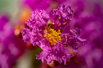 Obraz premium Crepe Myrtle Bloom