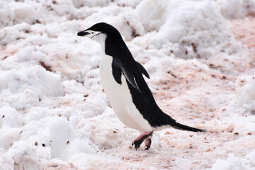 Chinstrap penguin at Half Moon Island, Antarctica