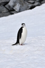 Obraz premium Chinstrap penguin at Half Moon Island, Antarctica