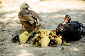 Fototapeta premium Mother duck with her ducklings. There are many ducklings following the mother.
