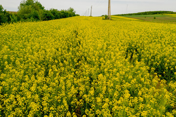 A field with flowering yellow oilseed rapeseed